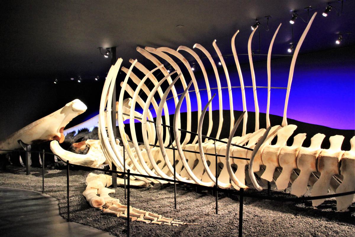 Het skelet van een walvis in het museum.