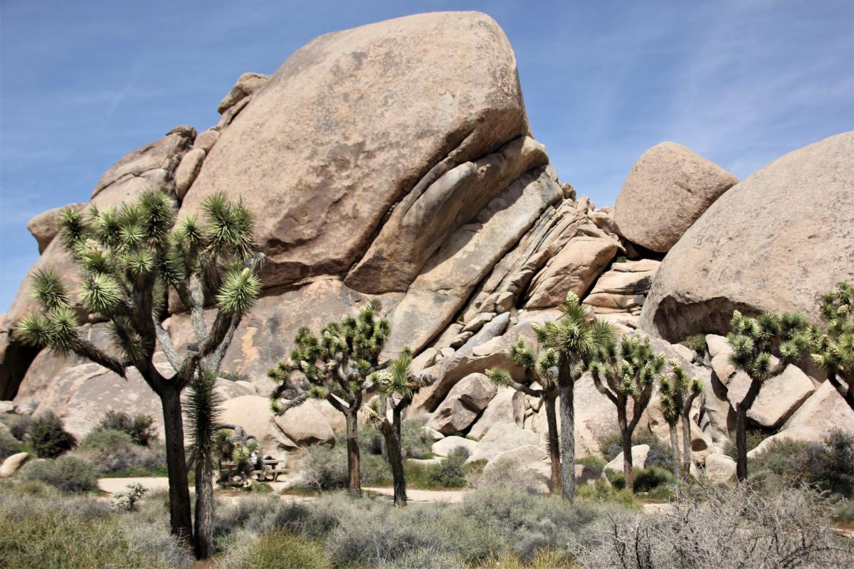 Een rots, het lijken bijna opeengestapelde blokken, met Joshua-bomen (yucca's).