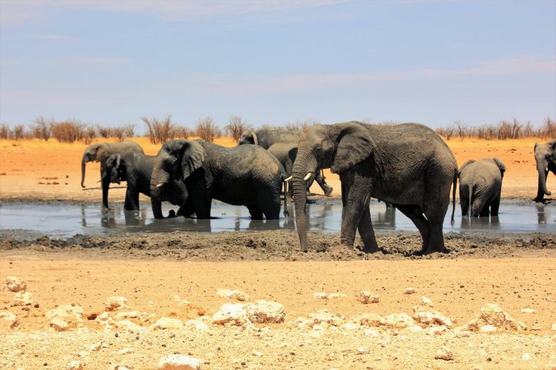 Kudde olifanten bij een drinkplaats (foto M-C)