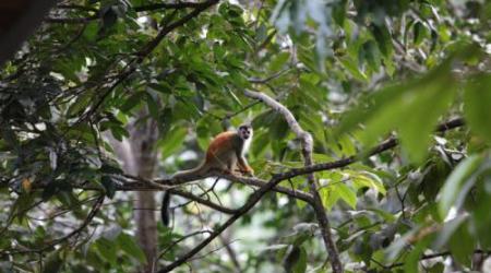 Een aap in het Costa Ricaanse regenwoud