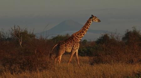 Een giraf wandelt door het droge gras, op de achtergrond schuilt een heuveltop in de mist.
