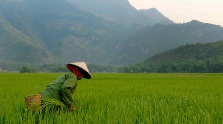 Een boerin met traditionele driehoekige strohoed bewerkt een rijstveld.