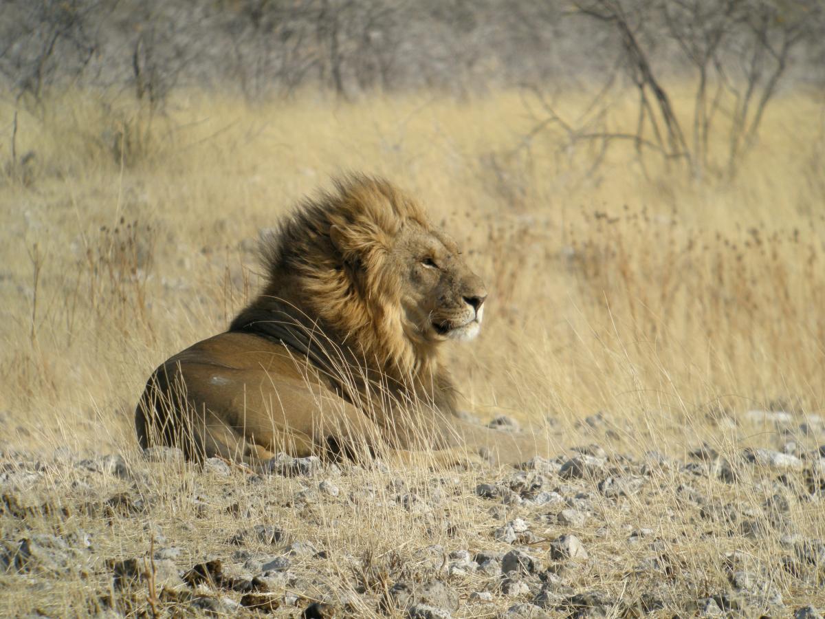 Een mannelijke leeuw