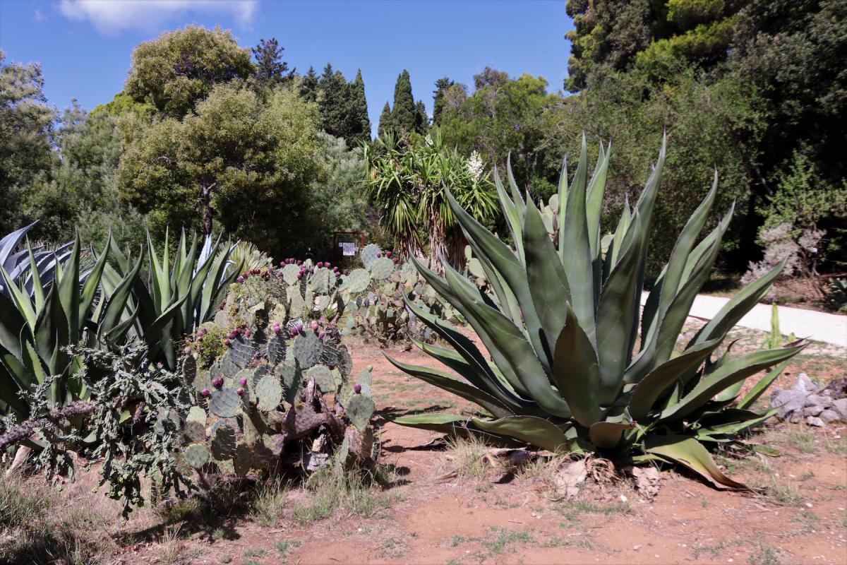 Exotische planten (cactussen, aloë vera) in de botanische tuin.