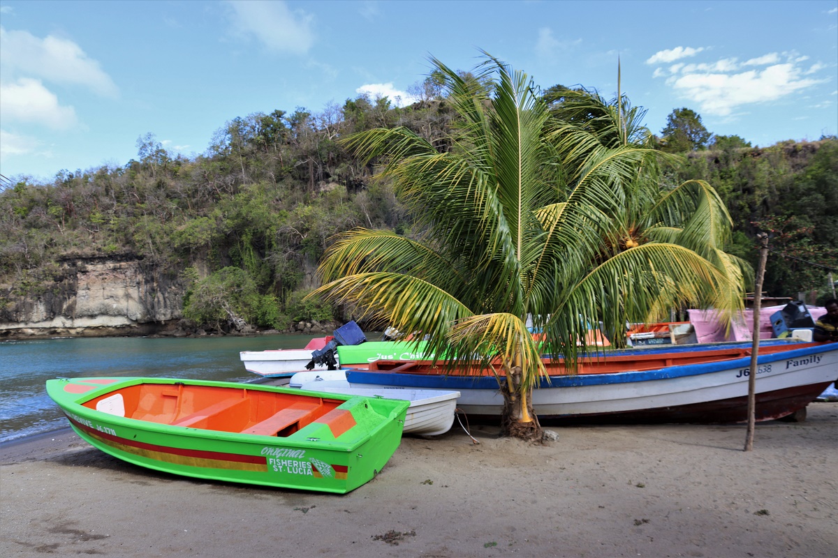 Felgekleurde sloepen en een palmboom op het strand van Anse la Raye.