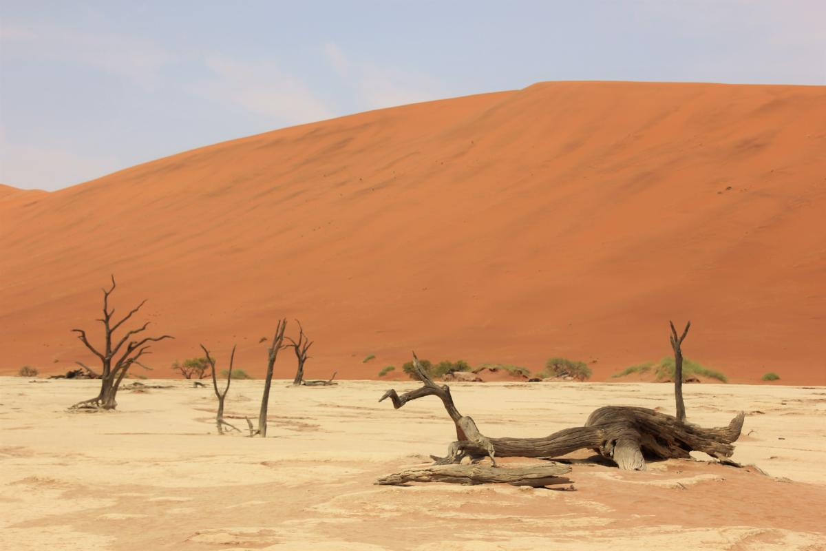 Dode bomen in de Deadvlei