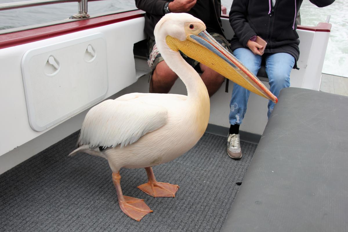 Pelikaan komt zijn buit halen op de catamaran.