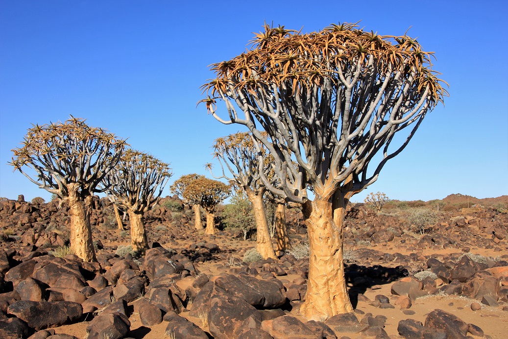 Kokerbomen zien eruit als grote (bruine) broccolirozen.