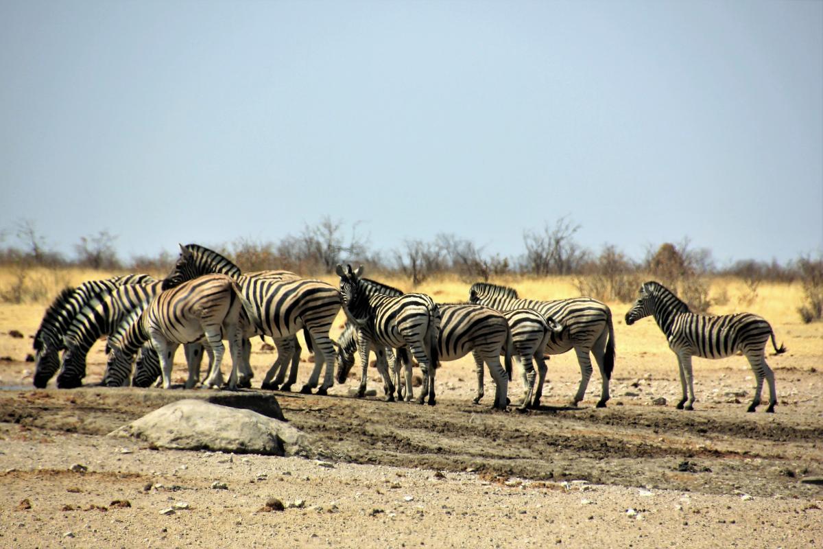 Zebra's