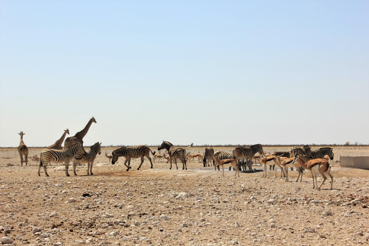 Zebra's, giraffen, gemsbokken