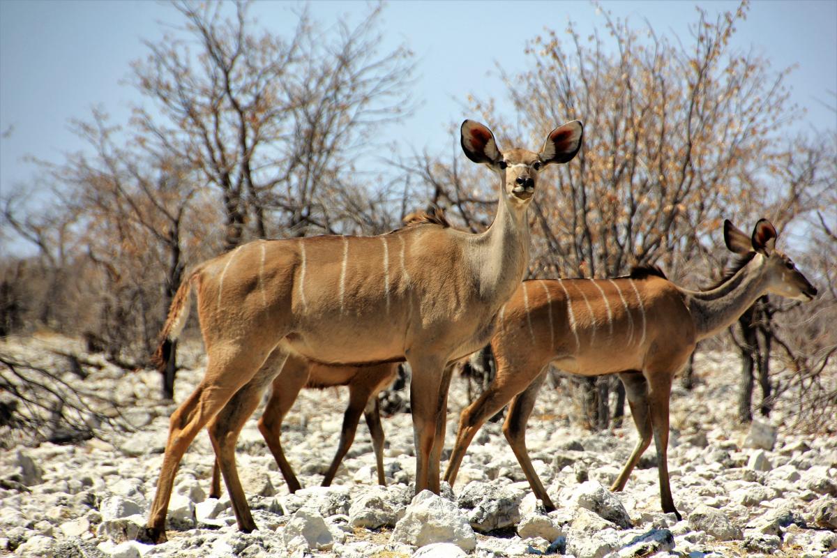 Kudu's (koedoes), een soort antilopen