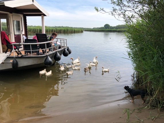 Van op het dek strooit Vanja beschuitkruimels in het water. De eenden zijn er snel bij.