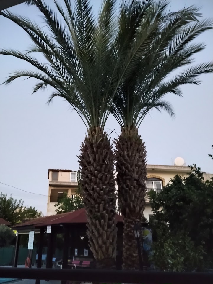 Twee hoge palmbomen aan de overdekte bar.