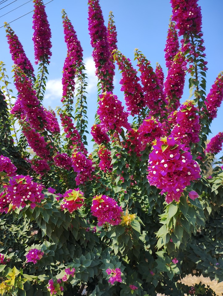 Fel roze-rode bloemen in trossen.