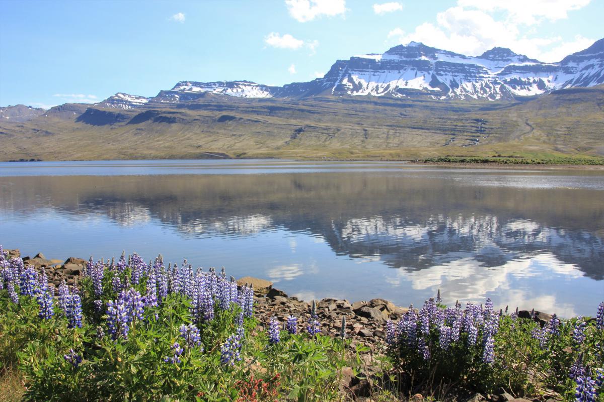 Het fjord weerspiegelt in het water. Op de oever staan paarse bloemen (lupinen).