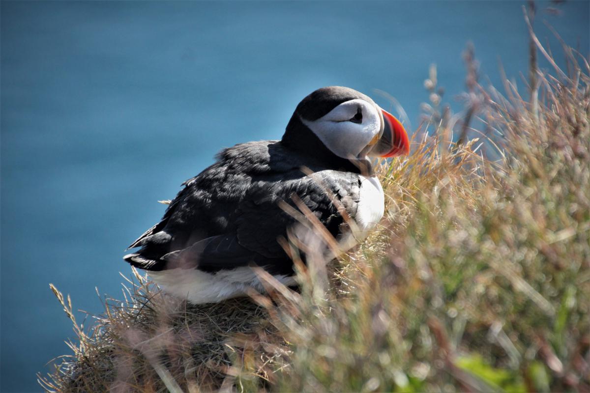 Close-up van een papegaaiduiker (puffin).