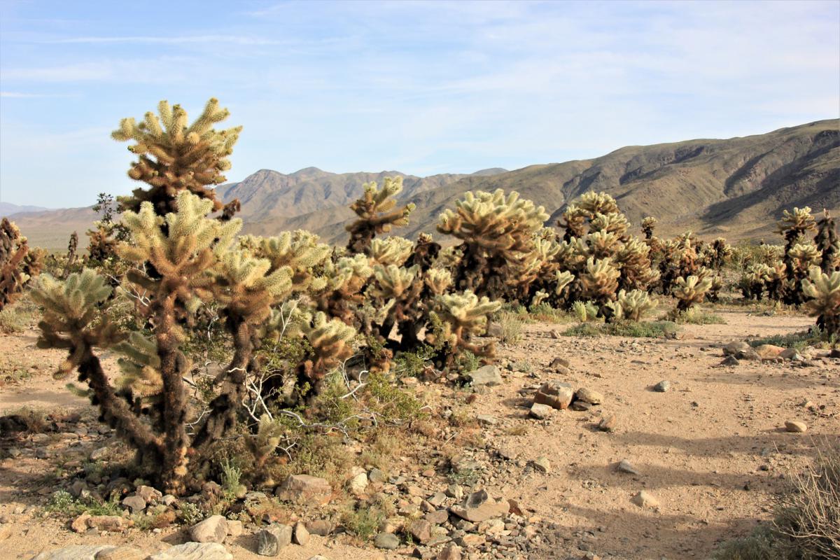 De Cholla cactussen vertakken in (veel) vingers.