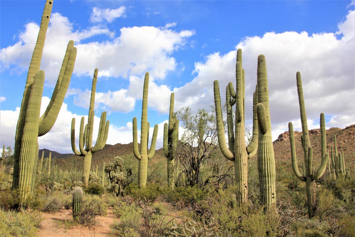  deze vorm van veelarmige cactussen is heel bekend.