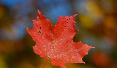 Esdoornblad, symbool van Canada, kleurt tijdens de Indian Summer (nazomer) vuurrood.