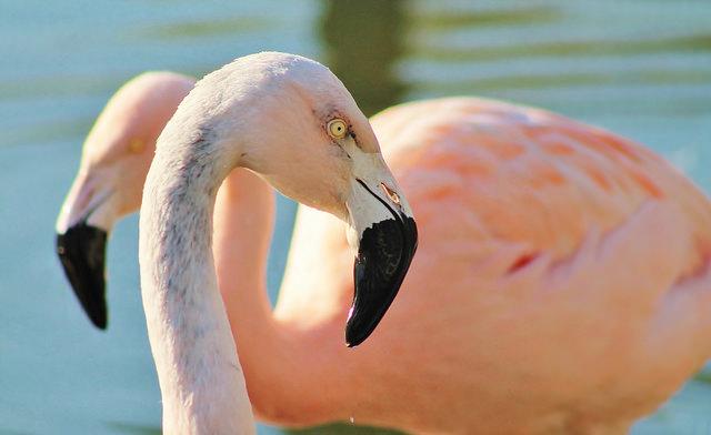 Twee roze flamingo's, genoemd naar Chili.