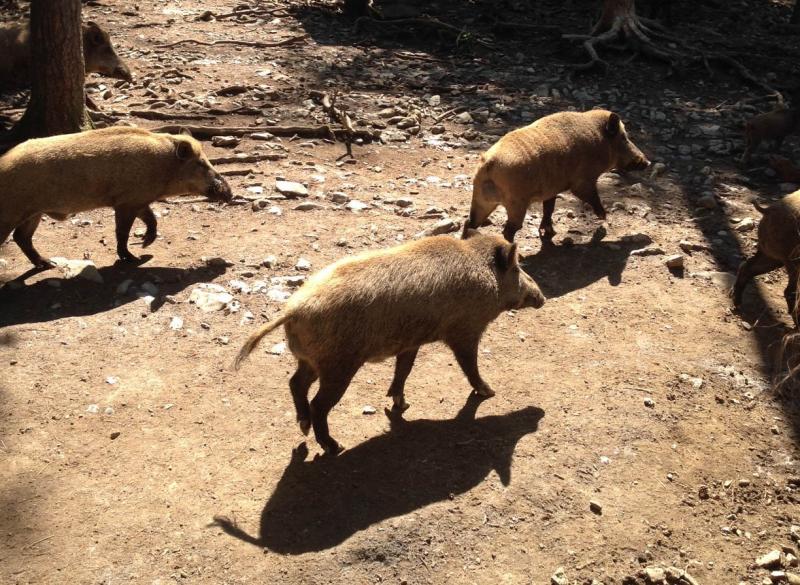 Drie jonge everzwijnen op wandel door een Ardeens bos.