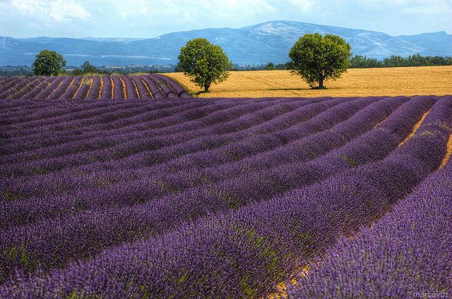 Lavendel in bloei, met bergen op de achtergrond... de Provence.