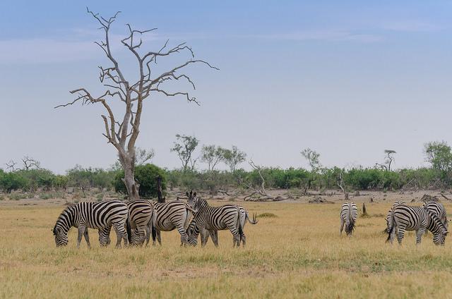 Zeven zebra's zitten zalig in de zon.