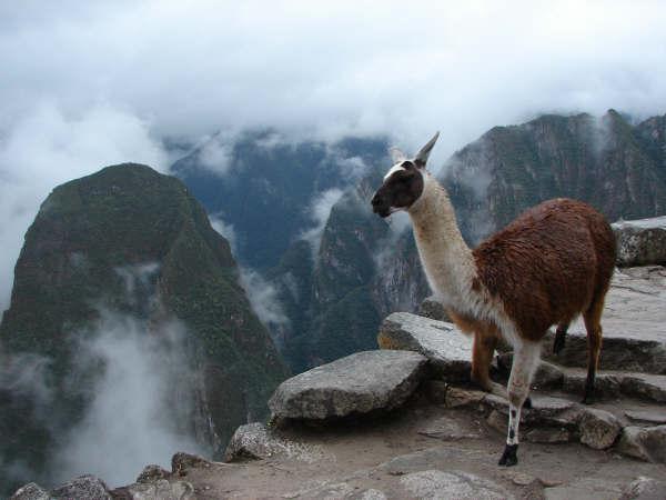 Een alpaca (soort lama) in het Andesgebergte.