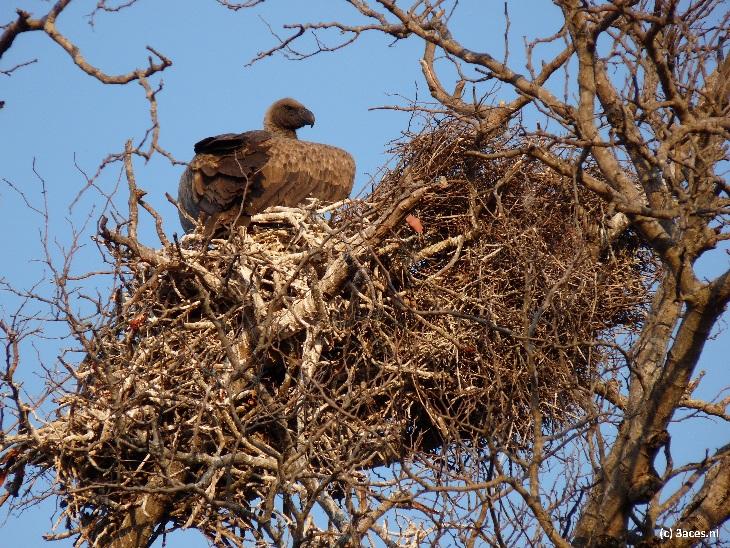 Een gier in haar nest