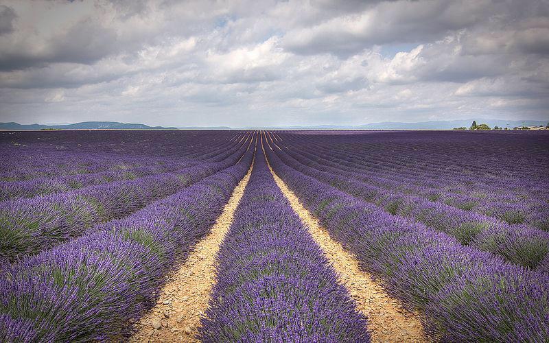 Eindeloze velden met paarse lavendel, tot aan de bewolkte horizon.