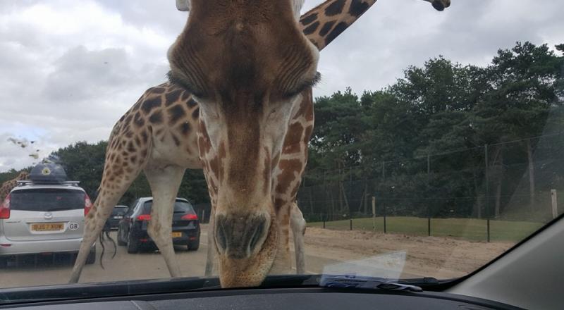 Een giraf komt met zijn kop tot vlak voor de voorruit en likt aan de motorkap..