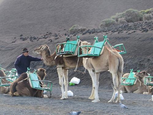 Dromedarissen (of zijn het toch kamelen?) met een zitje aan elke kant.