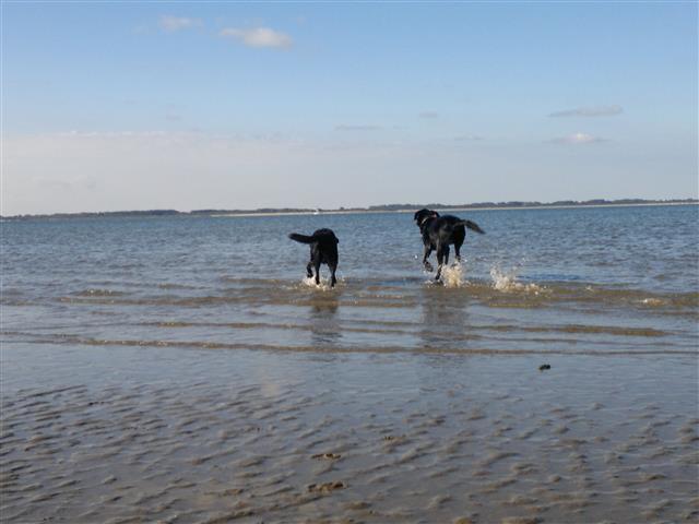 Xpencer (geleidehond) en Olly (geleidehond op rust) rennen de zee in.