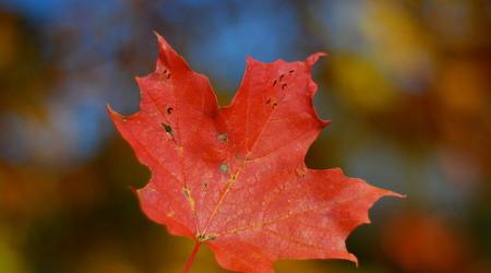 Esdoornblad, symbool van Canada, kleurt tijdens de Indian Summer (nazomer) vuurrood.