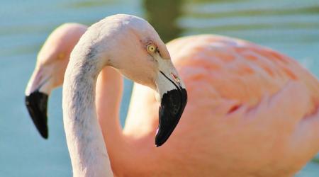 Twee roze flamingo's, genoemd naar Chili.