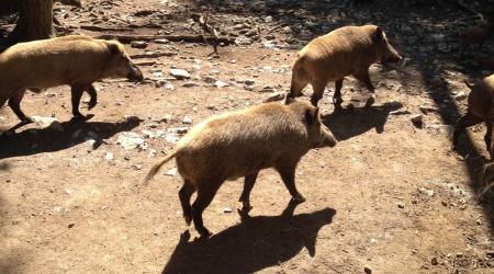 Drie jonge everzwijnen op wandel door een Ardeens bos.