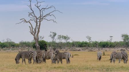 Zeven zebra's zitten zalig in de zon.
